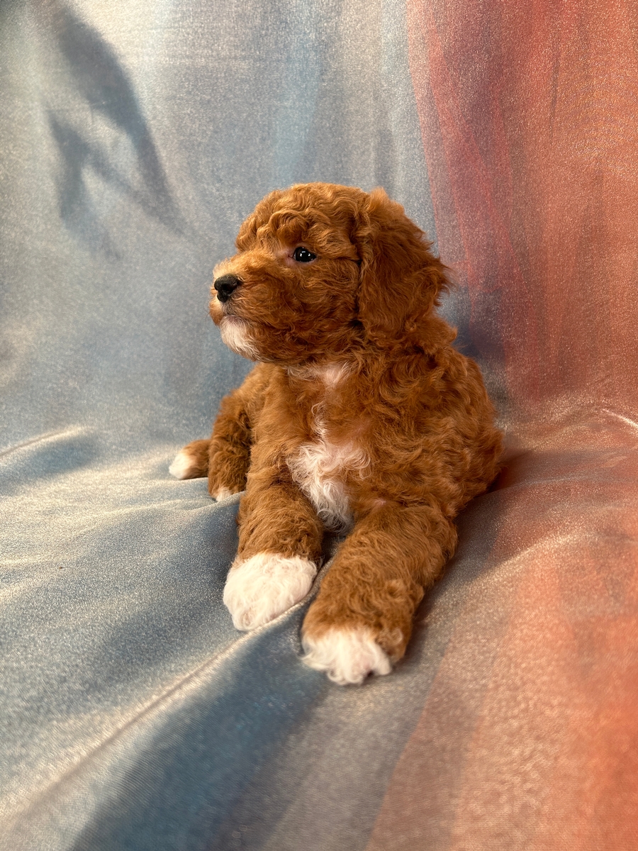 Red F1b Mini Goldendoodle for Sale DOB 8-31-2023
